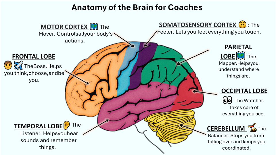 Illustration of human brain regions